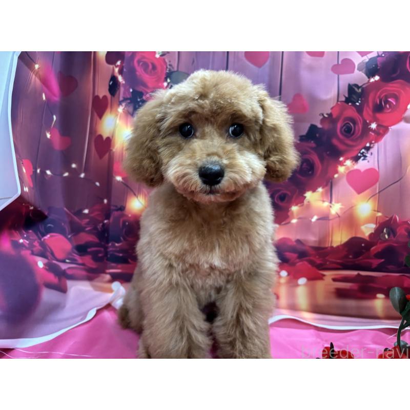 販売中の栃木県のトイプードル-423583の4枚目