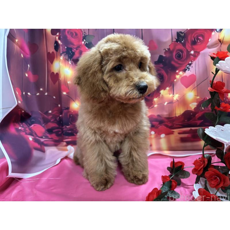 販売中の栃木県のトイプードル-423583の3枚目