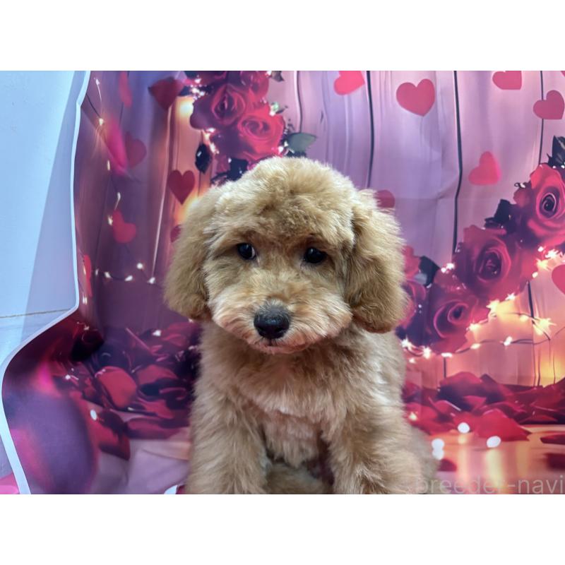 販売中の栃木県のトイプードル-423583の2枚目