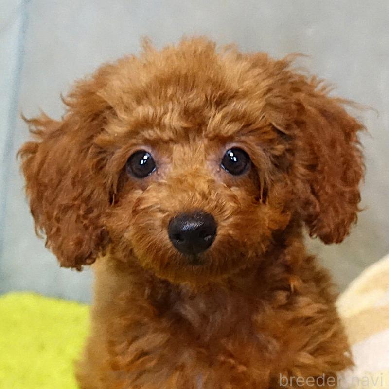 販売中の熊本県のティーカッププードル-441517の7枚目