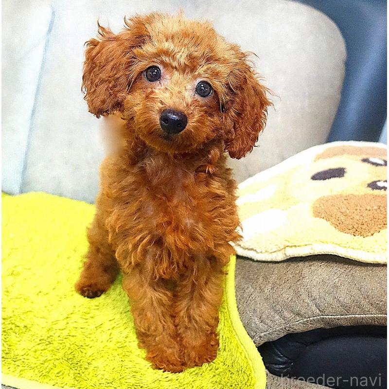 販売中の熊本県のティーカッププードル-441517の6枚目