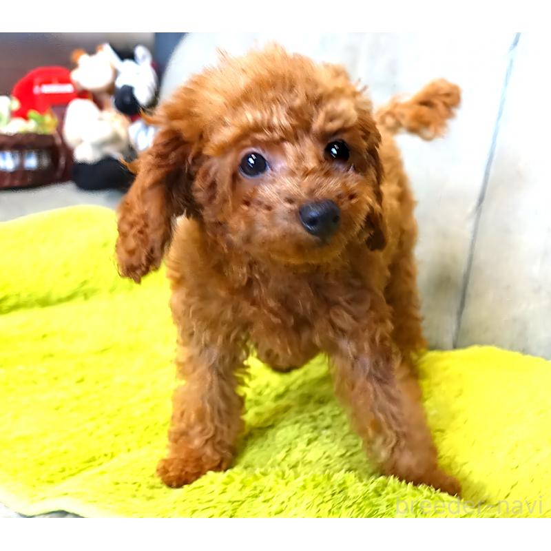 販売中の熊本県のティーカッププードル-441517の5枚目