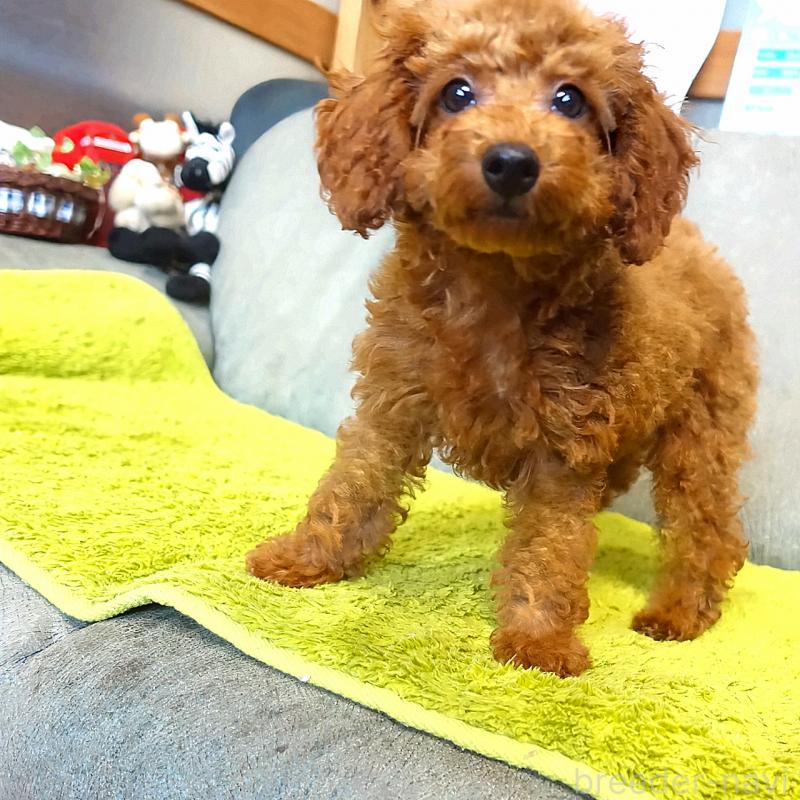 販売中の熊本県のティーカッププードル-441517の4枚目