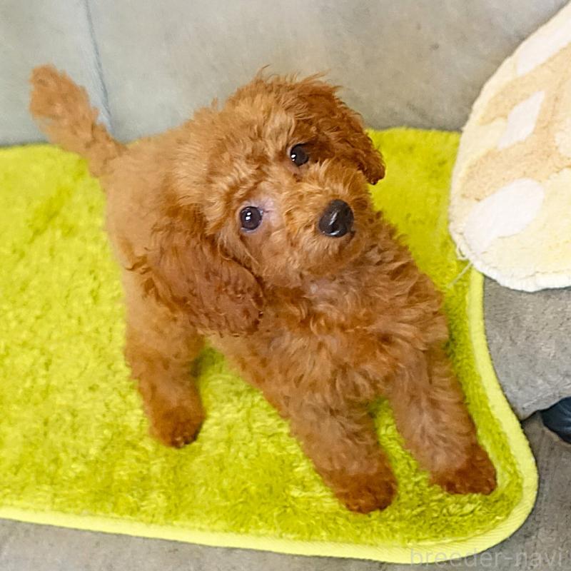 販売中の熊本県のティーカッププードル-441517の3枚目