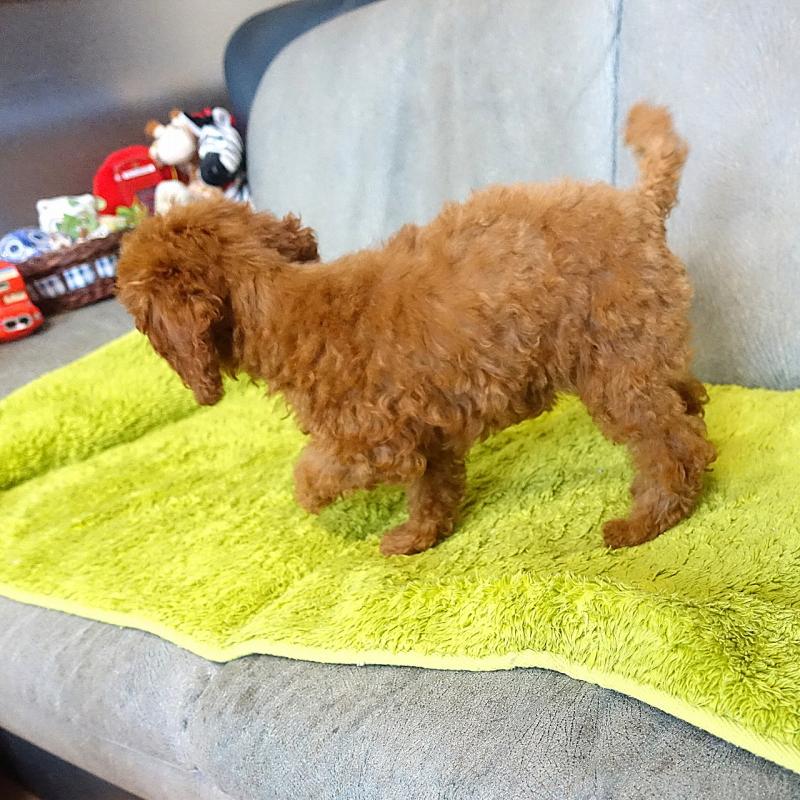 販売中の熊本県のティーカッププードル-441517の2枚目