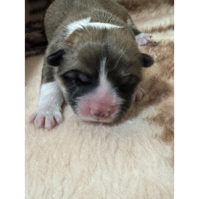 販売中の奈良県のウェルシュコーギーペンブローク-441518の4枚目