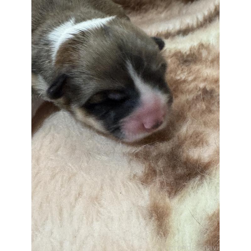 販売中の奈良県のウェルシュコーギーペンブローク-441518の3枚目