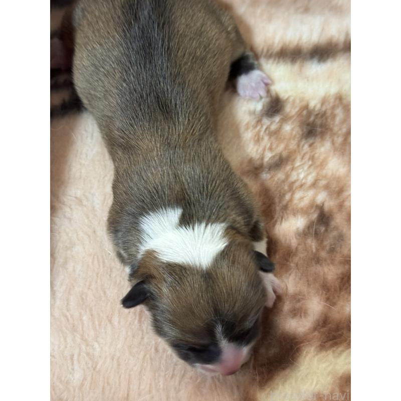 販売中の奈良県のウェルシュコーギーペンブローク-441518の2枚目