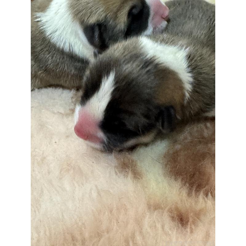 販売中の奈良県のウェルシュコーギーペンブローク-441519の3枚目