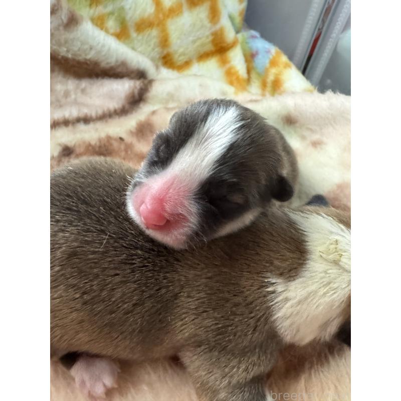 販売中の奈良県のウェルシュコーギーペンブローク-441519の2枚目