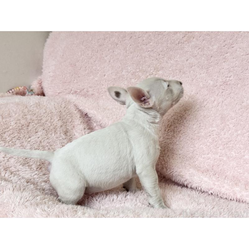 販売中の三重県のミニチュアブルテリア-441523の9枚目