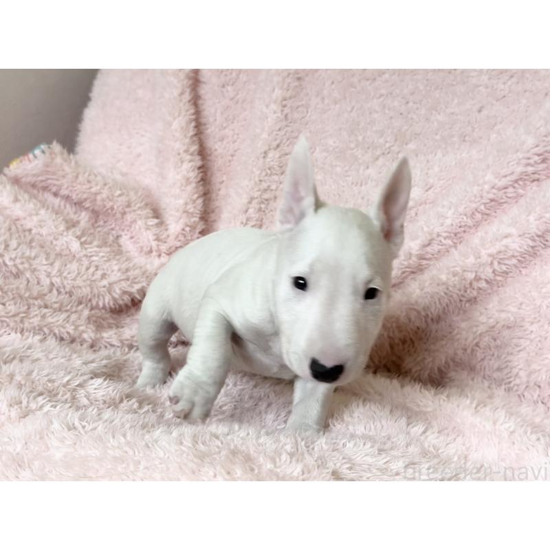 販売中の三重県のミニチュアブルテリア-441523の8枚目