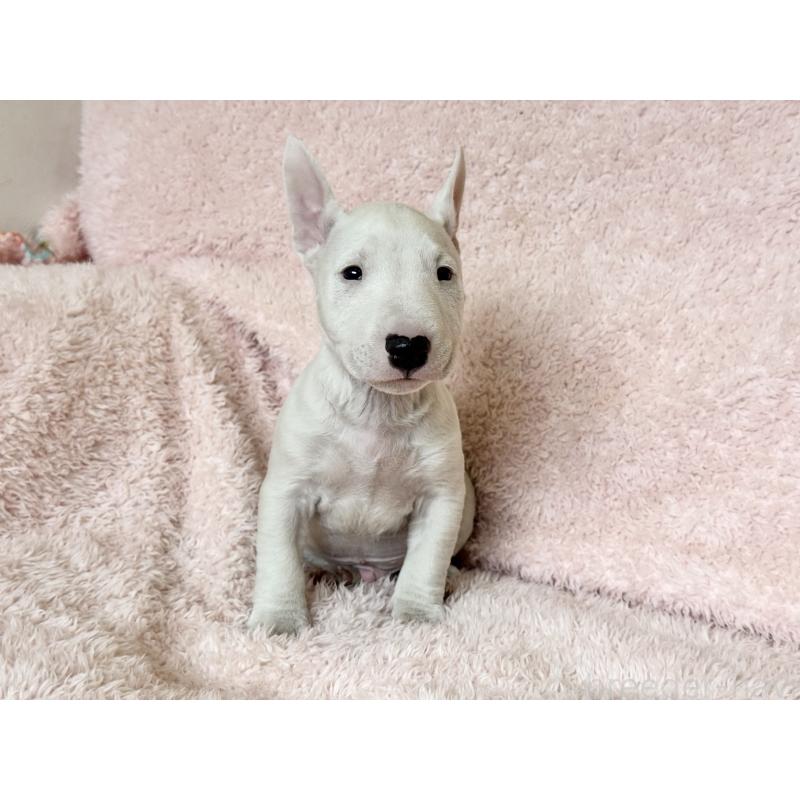 販売中の三重県のミニチュアブルテリア-441523の7枚目