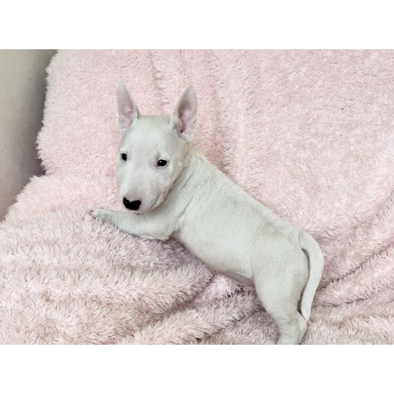 販売中の三重県のミニチュアブルテリア-441523の6枚目