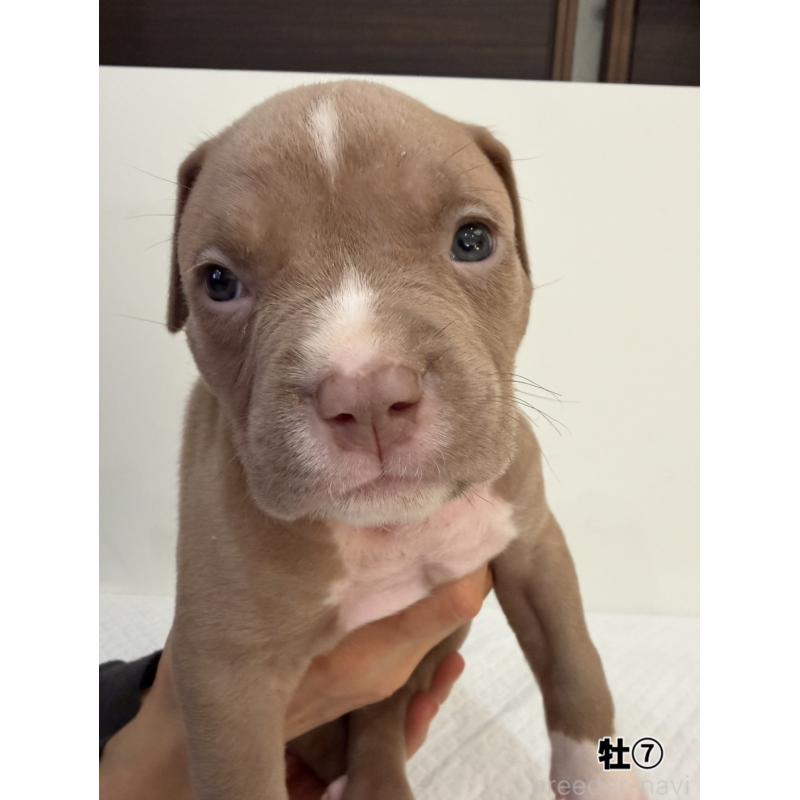 販売中の福岡県のアメリカンブリー-439541