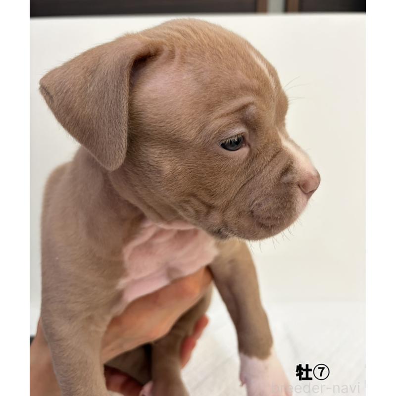 販売中の福岡県のアメリカンブリー-439541の3枚目