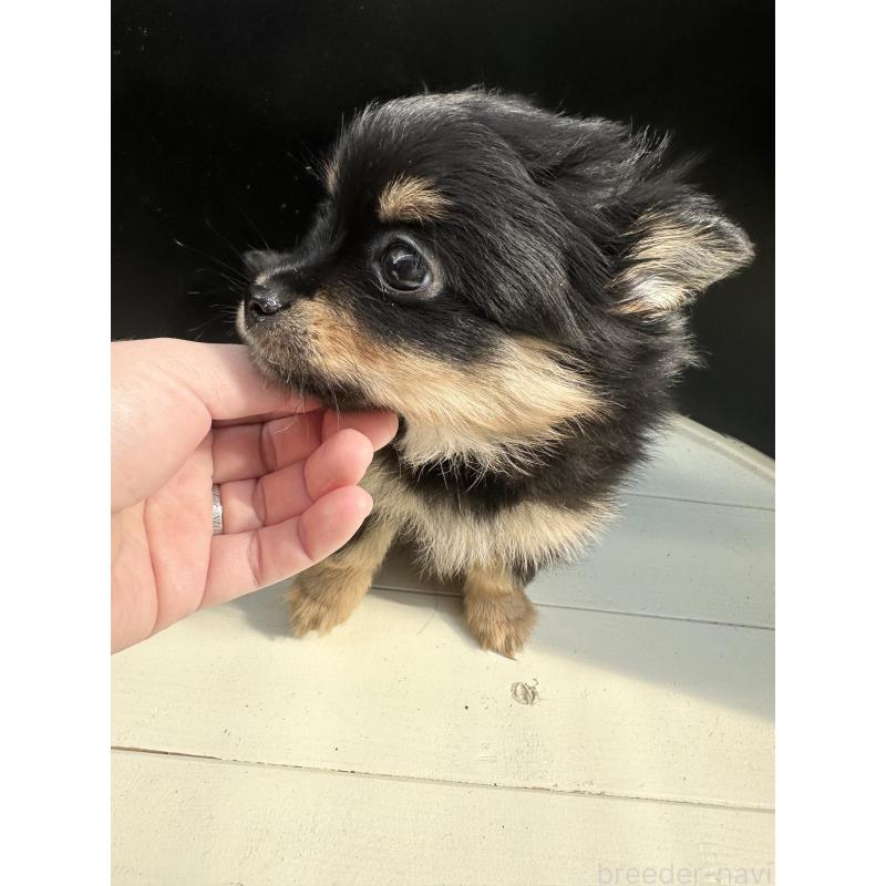 販売中の福岡県のミックス犬-435781の14枚目