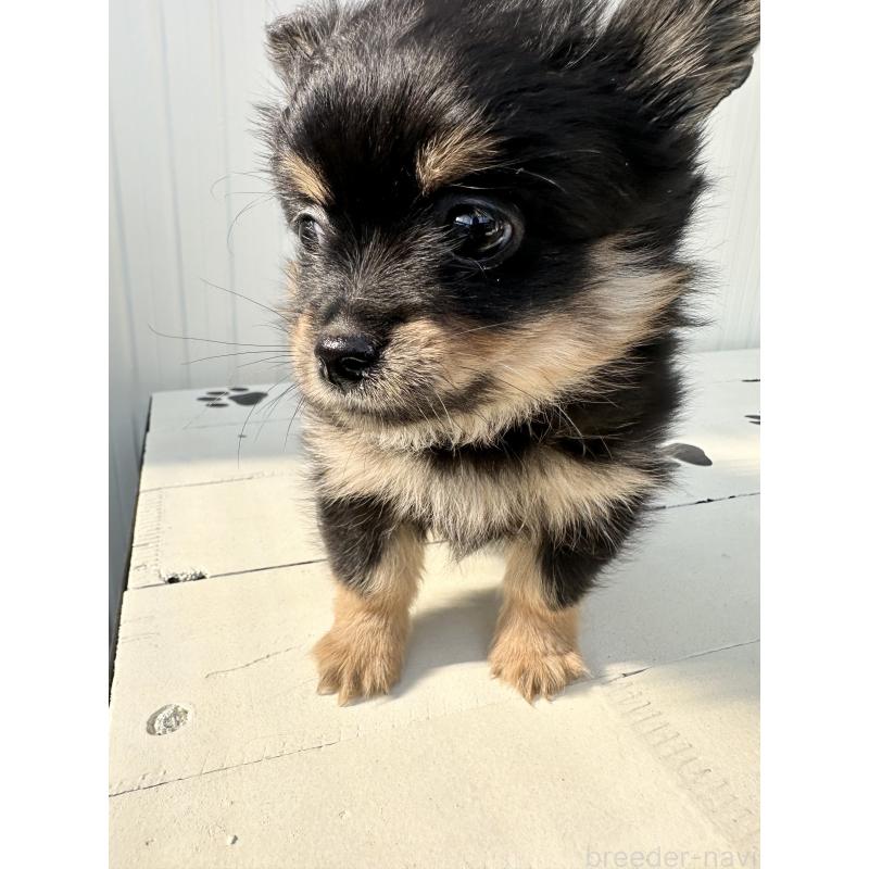 販売中の福岡県のミックス犬-435781の13枚目