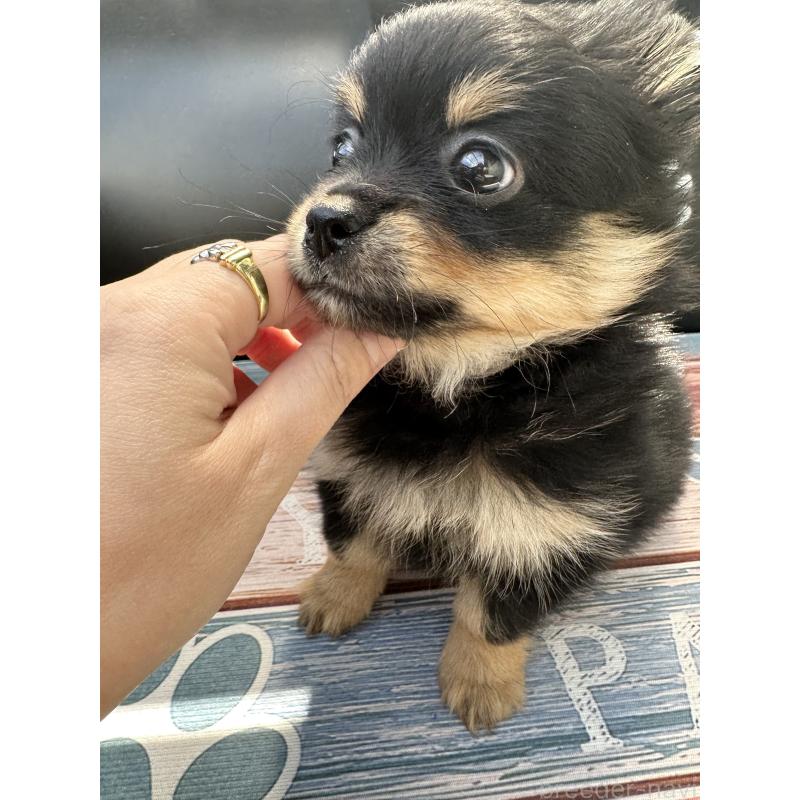 販売中の福岡県のミックス犬-435781の11枚目