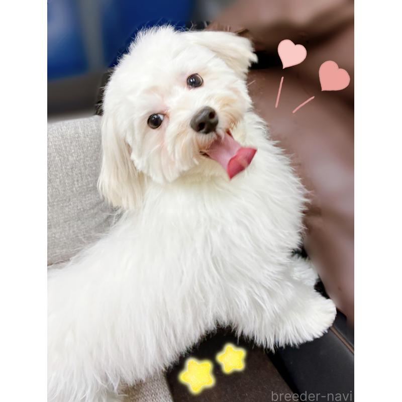 販売中の東京都のマルチーズ-399393の3枚目