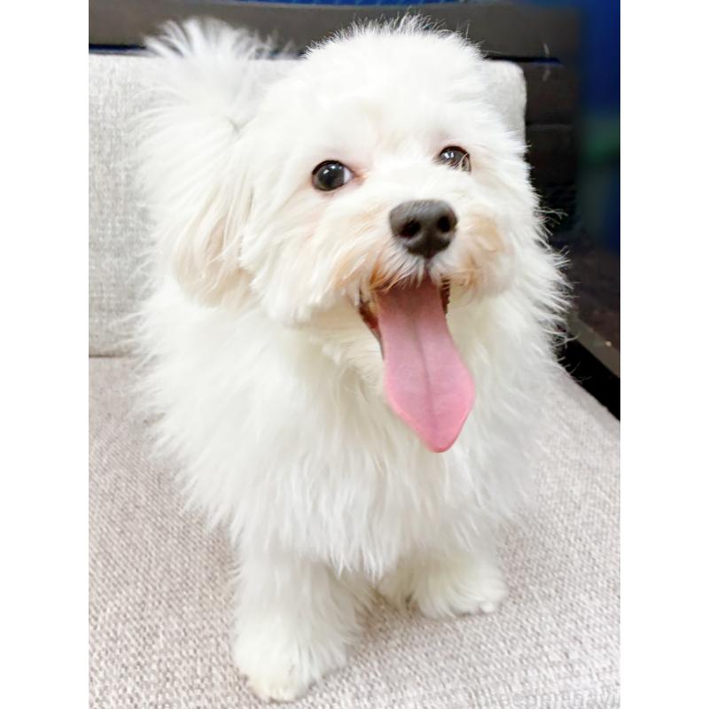 販売中の東京都のマルチーズ-399393の2枚目