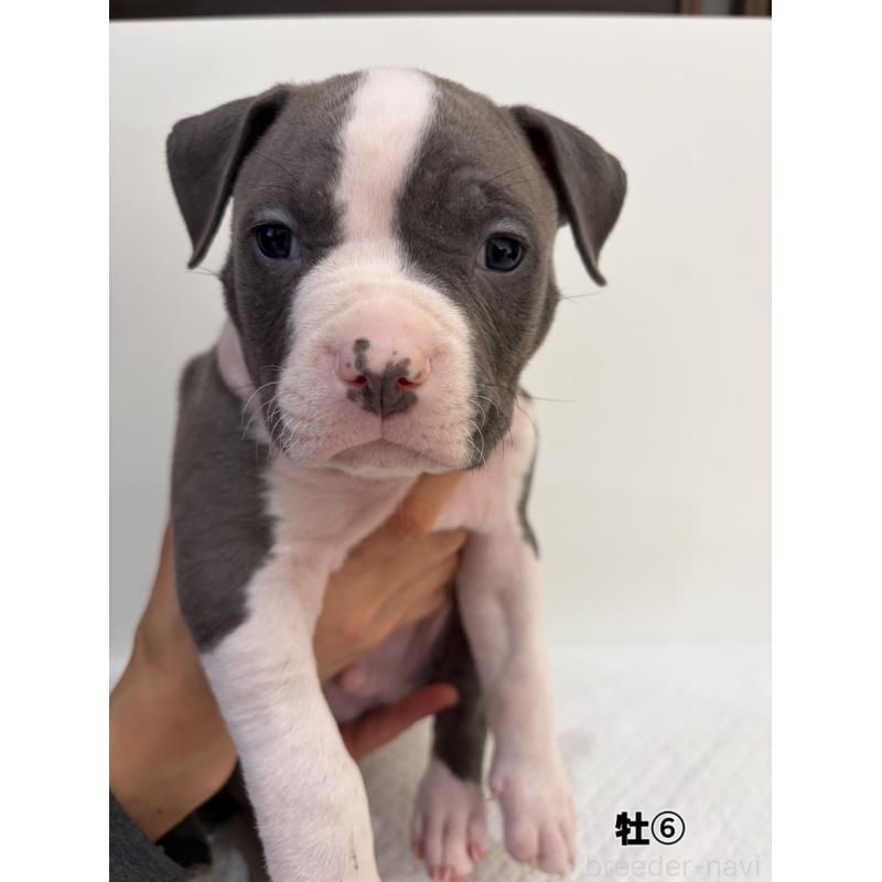 販売中の福岡県のアメリカンブリー-439540