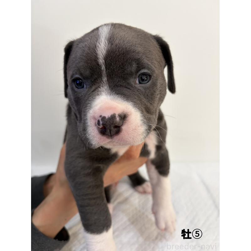 販売中の福岡県のアメリカンブリー-439539