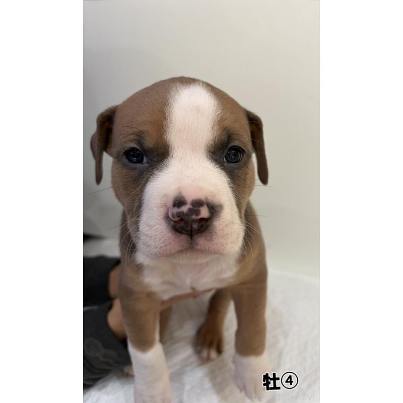 販売中の福岡県のアメリカンブリー-439538