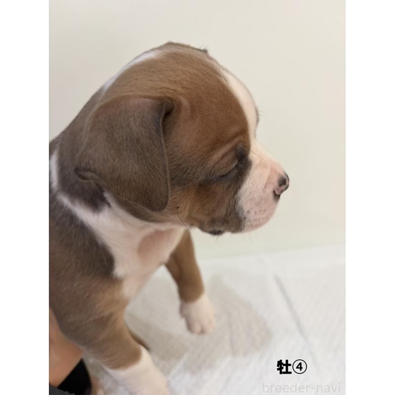 販売中の福岡県のアメリカンブリー-439538の3枚目