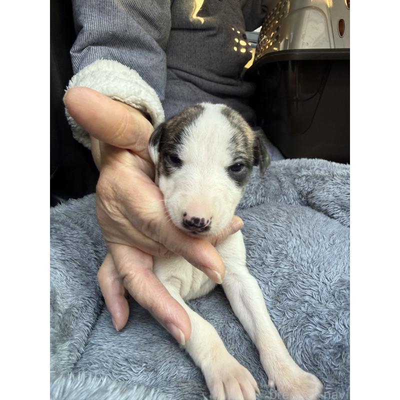 販売中の兵庫県のウィペット-441526の3枚目