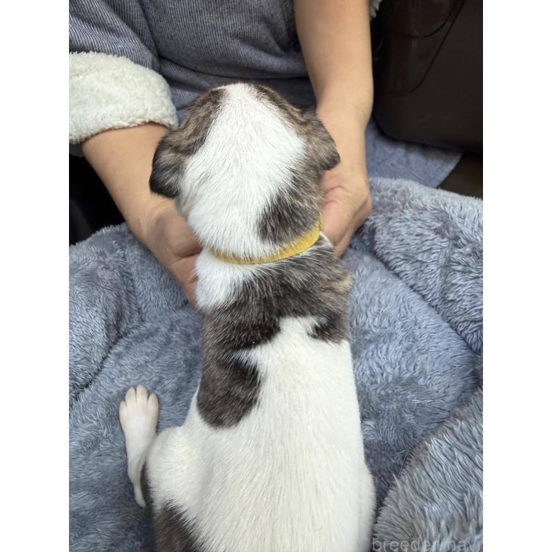 販売中の兵庫県のウィペット-441526の2枚目