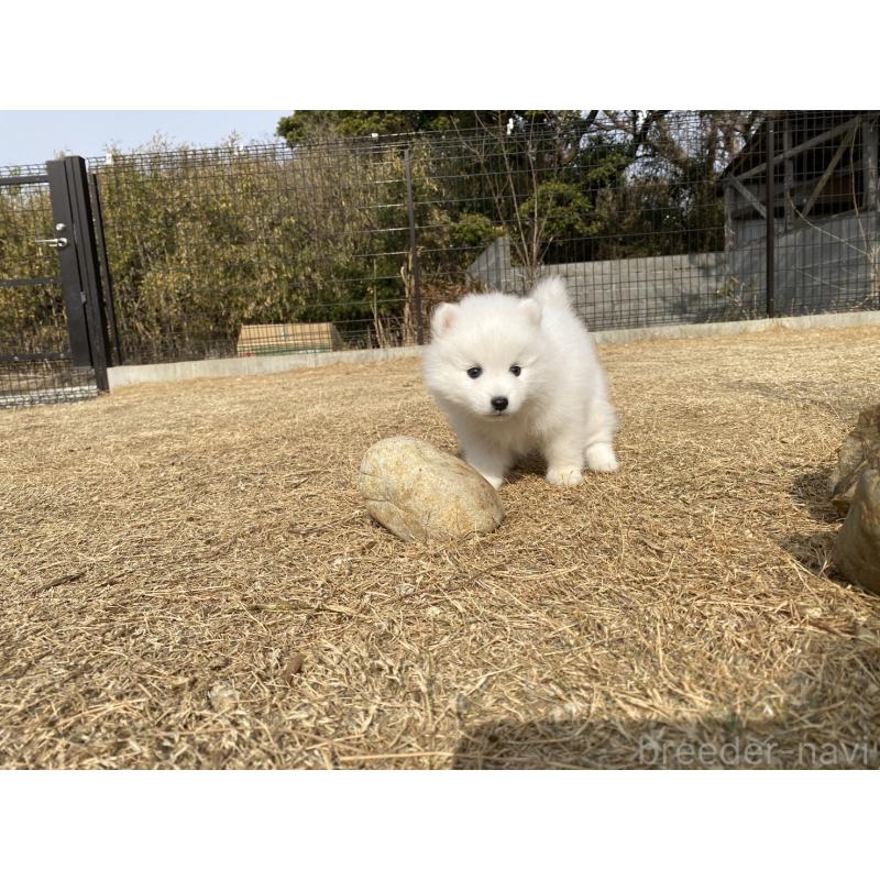 販売中の静岡県の日本スピッツ-441530の7枚目