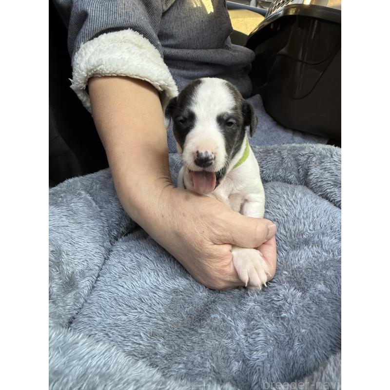 販売中の兵庫県のウィペット-441527の4枚目