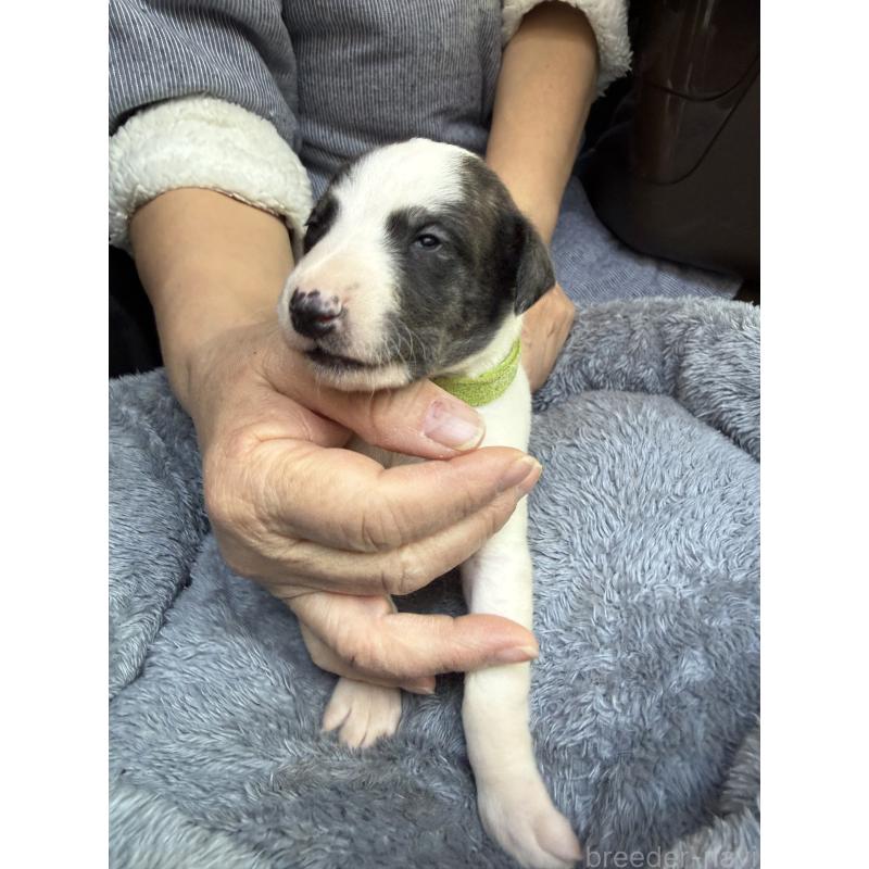 販売中の兵庫県のウィペット-441527の3枚目