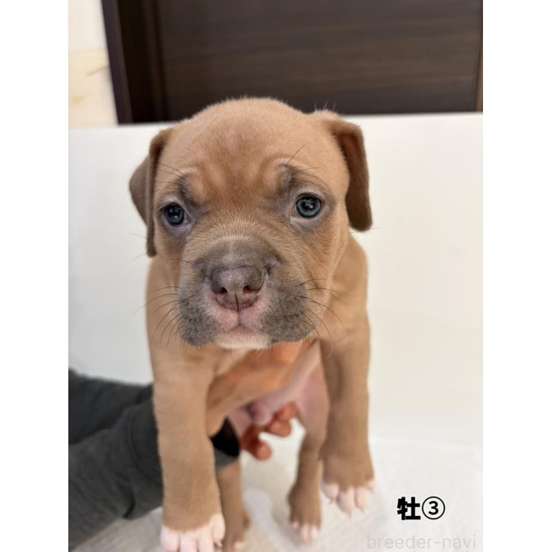 販売中の福岡県のアメリカンブリー-439537