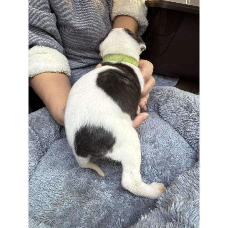 販売中の兵庫県のウィペット-441527の2枚目