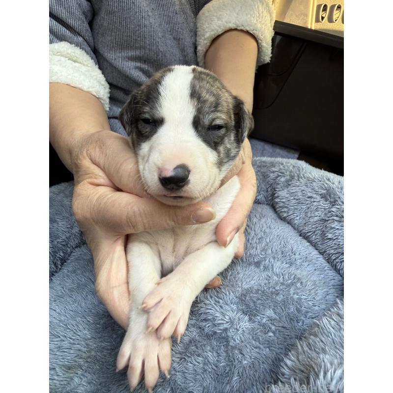 販売中の兵庫県のウィペット-441528の4枚目