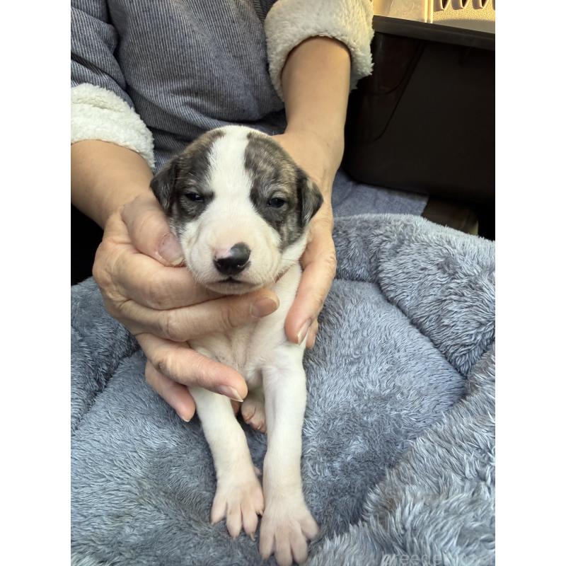 販売中の兵庫県のウィペット-441528の3枚目