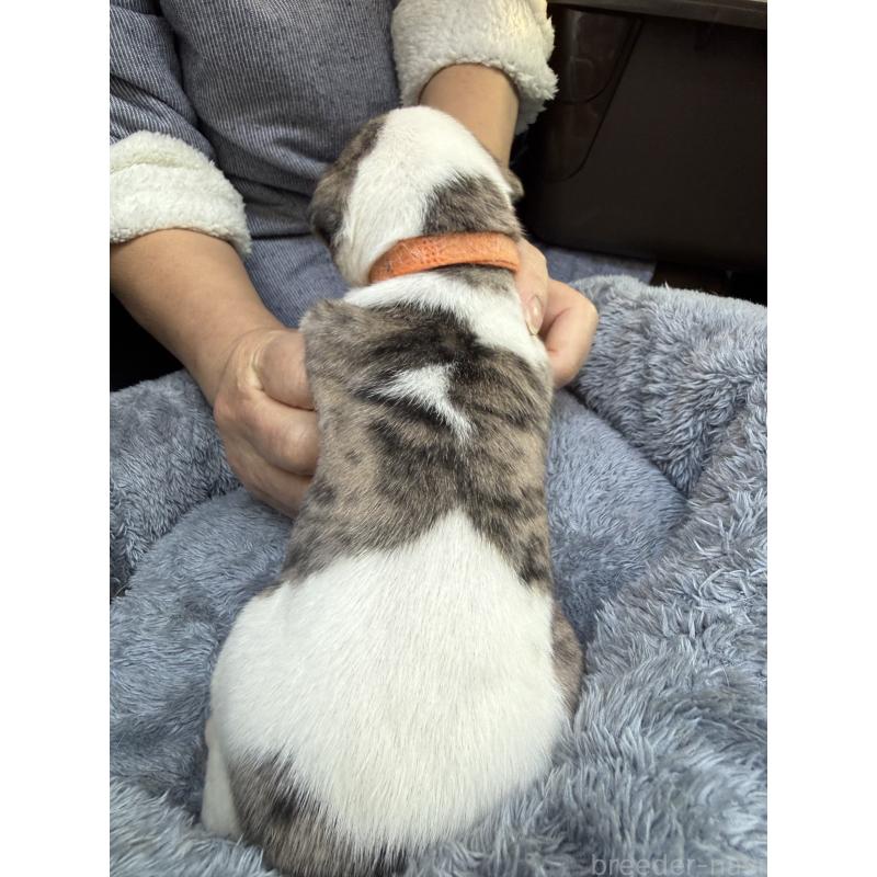 販売中の兵庫県のウィペット-441528の2枚目