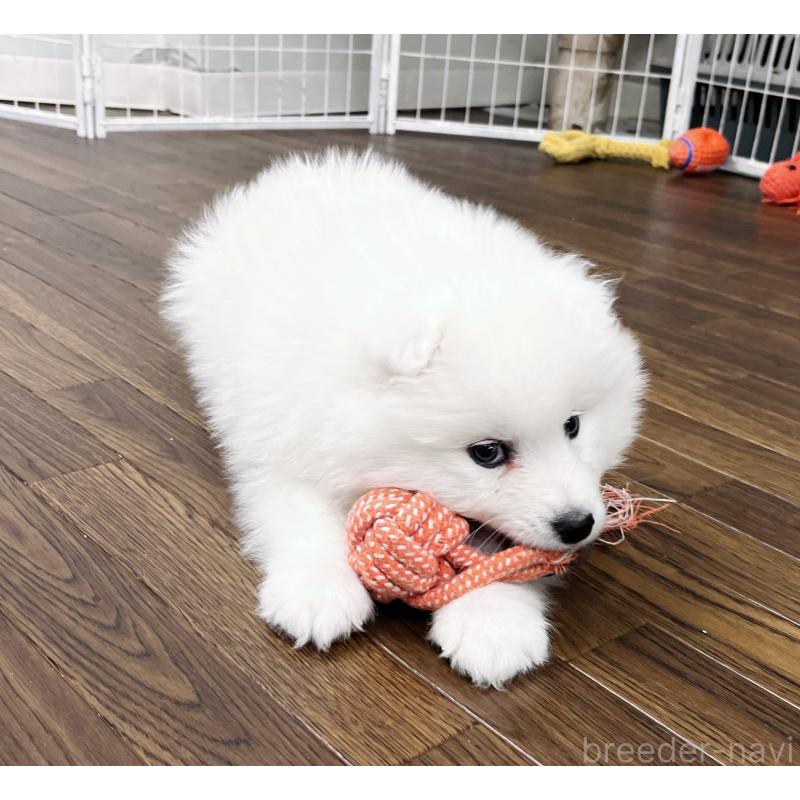 販売中の東京都のサモエド-441529の7枚目