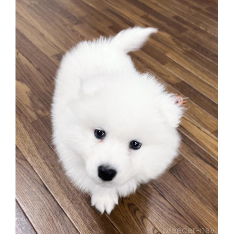 販売中の東京都のサモエド-441529の6枚目