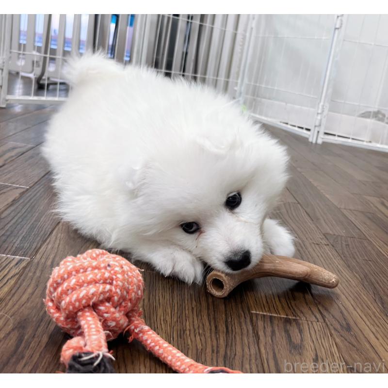 販売中の東京都のサモエド-441529の5枚目