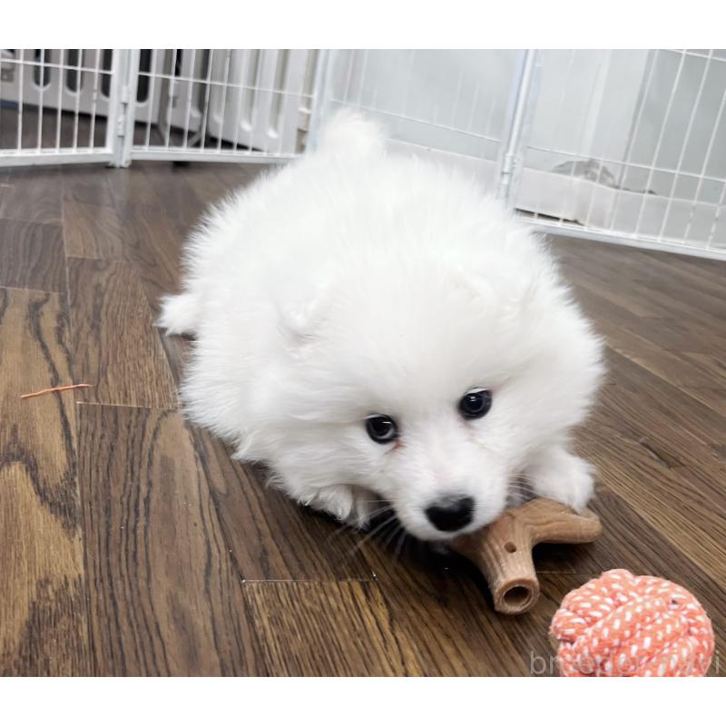 販売中の東京都のサモエド-441529の4枚目