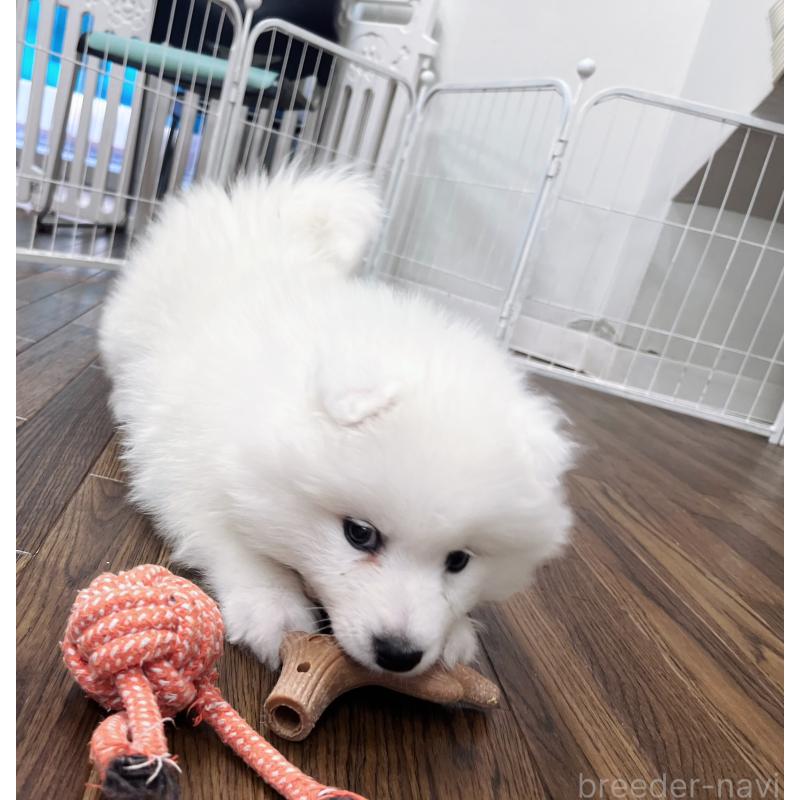 販売中の東京都のサモエド-441529の3枚目