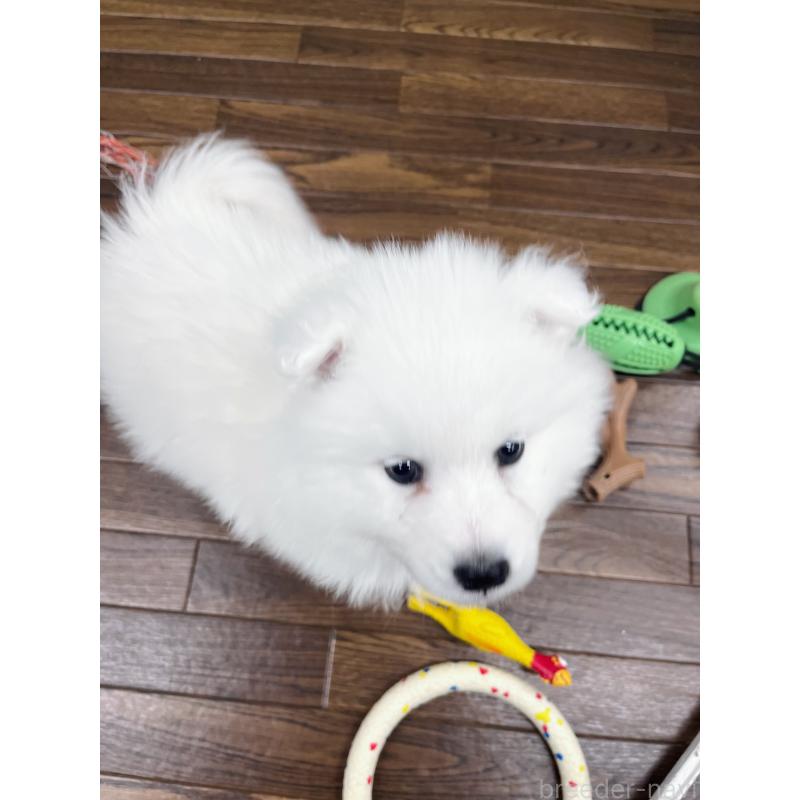 販売中の東京都のサモエド-441529の2枚目