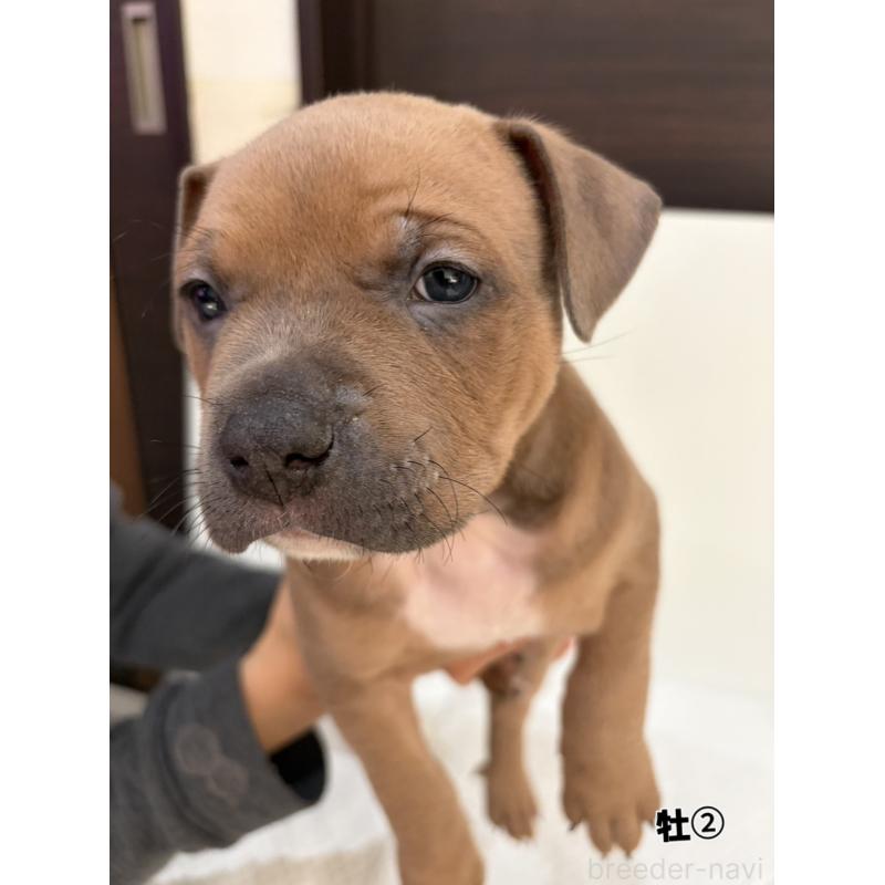 販売中の福岡県のアメリカンブリー-439536