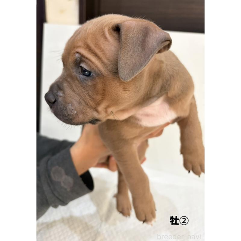 販売中の福岡県のアメリカンブリー-439536の2枚目