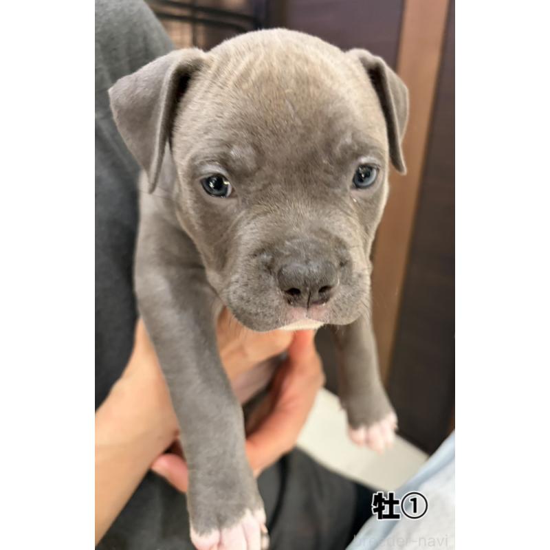 販売中の福岡県のアメリカンブリー-439535