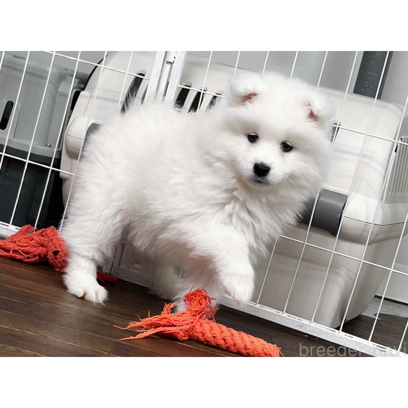 販売中の東京都のサモエド-441532の1枚目