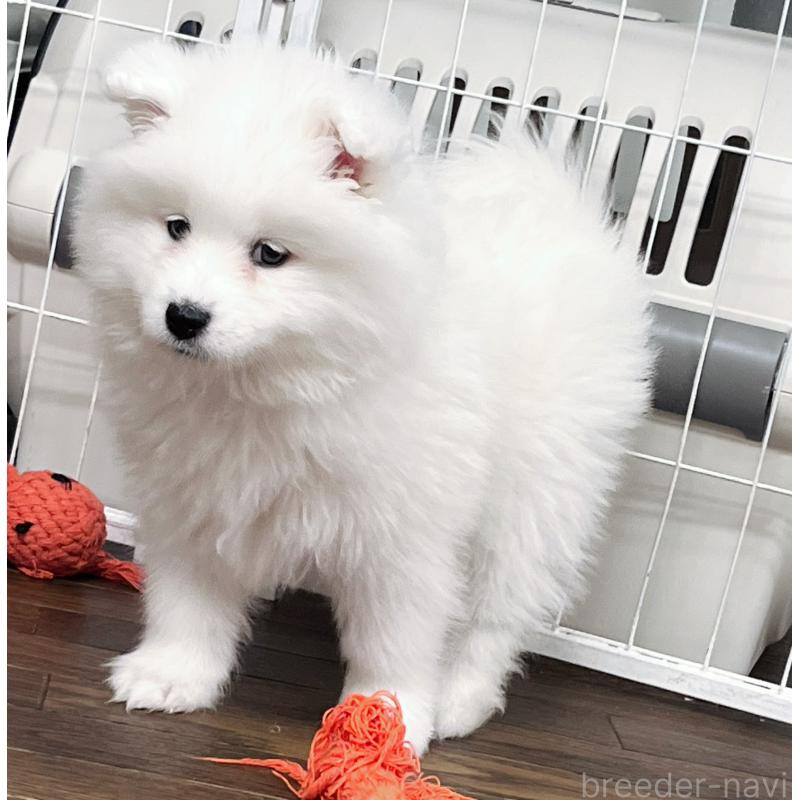 販売中の東京都のサモエド-441532の9枚目